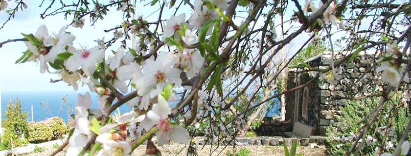 casa vacanze pantelleria, affitto dammusi appartamenti e abitazioni per le tue vacanze a pantelleria