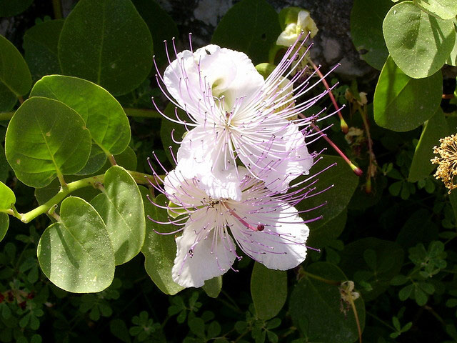 fiore-di-cappero